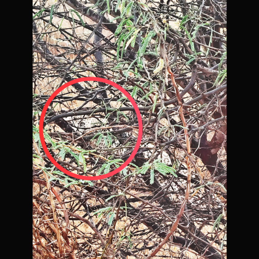 હબાય નજીક ધોધમાર વરસાદ વચ્ચે દીપડાના દર્શન થતા પ્રકૃતિપ્રેમીઓમાં રોમાંચ વ્યાપી ગયો.