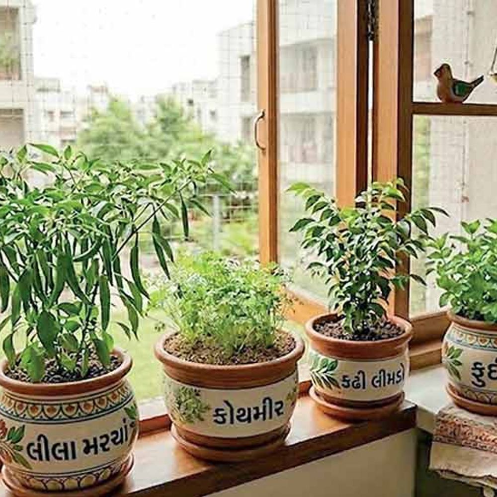 સજાવટ: રસોડાની બારીમાં તાજી સુગંધ: કિચન ગાર્ડનિંગની સ્માર્ટ ટિપ્સ એટલે ફ્લેટમાં પણ Mini Garden બનાવી શકાય છે.