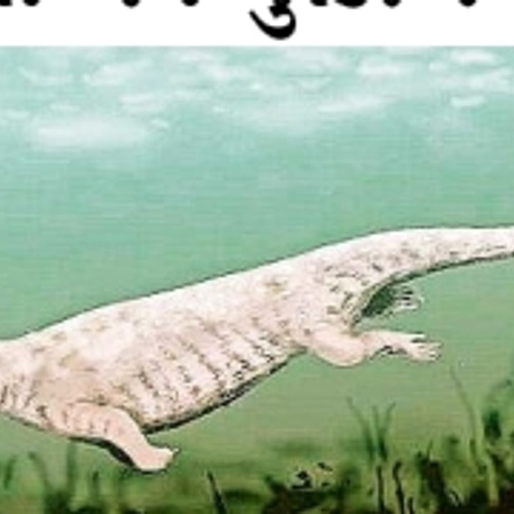 ભાસ્કર એક્સક્લુસિવ‎:5.6 કરોડ વર્ષ પહેલાં કચ્છ ગરમ જંગલ હતું; ખારાશ અને ખુશ્કી વચ્ચે ધબકતી વન્ય સૃષ્ટિ, સાડા પાંચ કરોડ વર્ષ પૂર્વે વ્હેલનો વસવાટ હતો!