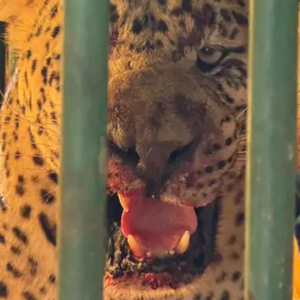 હાશકારો:ખડકુ ગામની સીમમાં પાંજરૂ મૂક્યાં બાદ પાંચમાં દિવસે દીપડો પૂરાયો