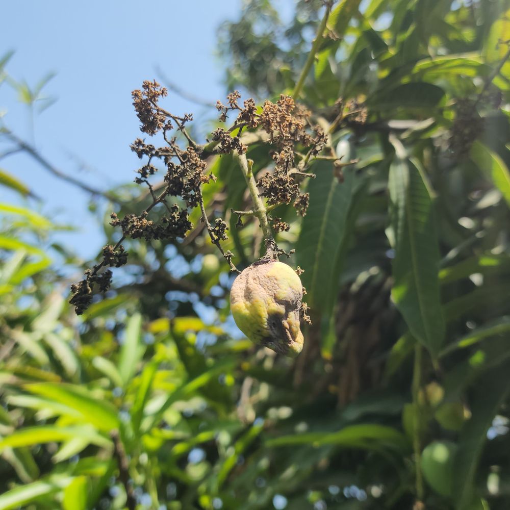 નવસારીમાં બદલાતા વાતાવરણથી કેરીના પાકને મોટો ફટકો:30% કેરી ખરી પડી, ખેડૂતો ચિંતિત; નિષ્ણાતોએ આપ્યા ઉપાયો