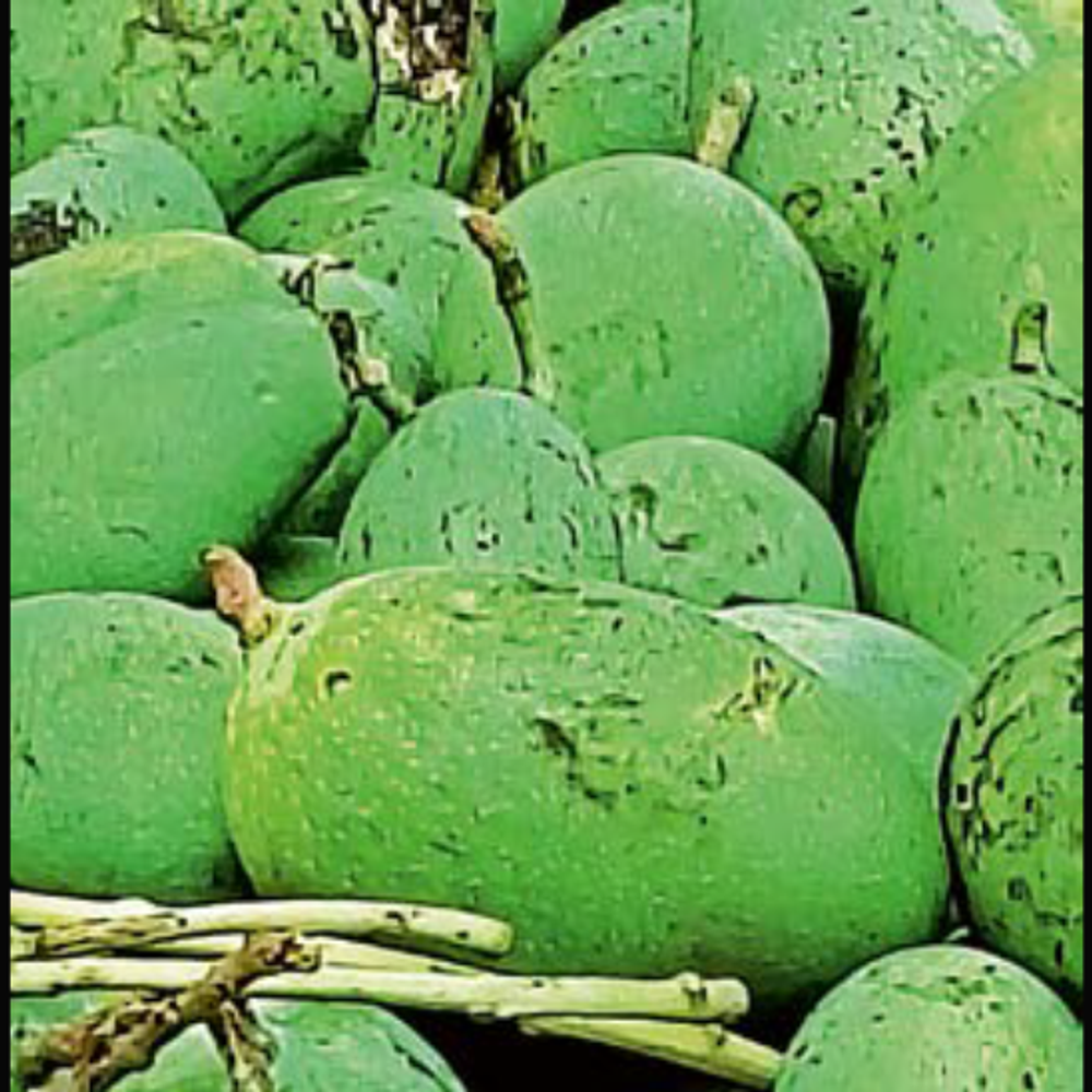 સૌરાષ્ટ્ર સમાચાર ગ્રાઉન્ડ રિપોર્ટ: મીની વાવાઝોડાથી કેરીના પાકમાં 40% નુકશાન.