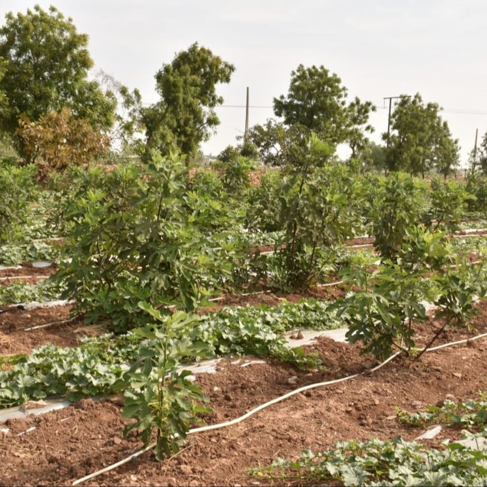 પ્રગતિશીલ ખેડૂત:સુરેન્દ્રનગરના ખેડૂતે ઇઝરાયેલી લીલા અંજીરની ખેતી કરી મબલખ આવક મેળવી