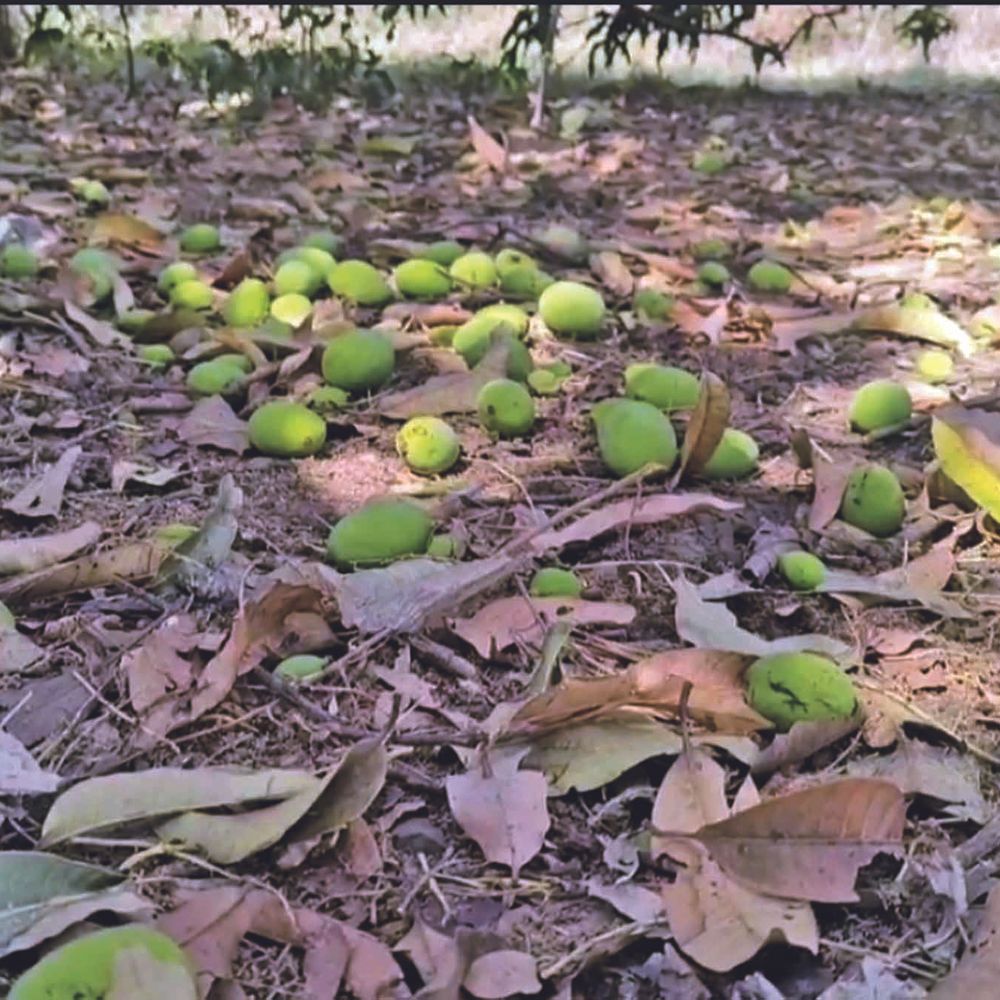 ખેડૂતો ચિંતાતુર બન્યા:જિલ્લામાં હવામાનના પલટાથી કેરીના પાકને 30 ટકા નુકસાન થયું