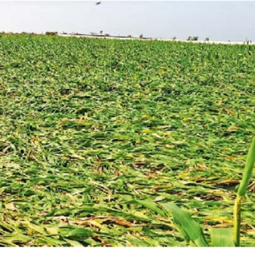 ભાવનગર જિલ્લામાં કમોસમી વરસાદથી ખેડૂતોની આફત: ઘઉં, બાજરો જેવા પાકને નુકસાન, ખેડૂતો ચિંતામાં.