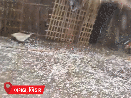 રાજસ્થાન, UPમાં વરસાદ, બિહારમાં વાવાઝોડાથી 7નાં મોત; હિમાચલમાં હિમવર્ષા અને દેશભરના હવામાન સમાચાર.