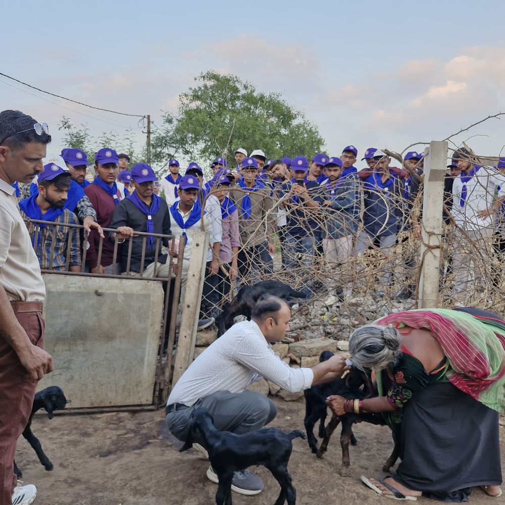 ડિવોમિંગ કેમ્પ યોજાયો:ગાય, ઘેટા, બકરા, ભેંસ સહિતના 700થી વધુ પશુઓની નિ:શુલ્ક તપાસ કરાઈ