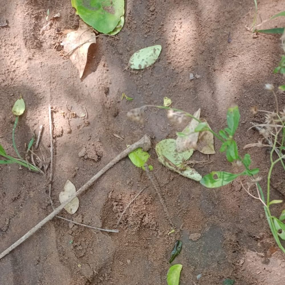 દીપડાના પગના નિશાન મળી આવતાં ગ્રામજનો ભયભીત:ધોળાસણ ગામની સીમમાં બે દી'થી દીપડાના આંટા, કૂતરાનું મારણ કર્યું