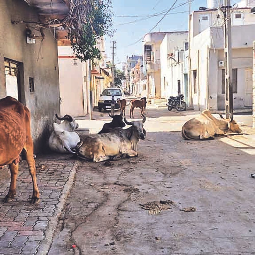 રખડતા પશુઓનો ત્રાસ:જોરાવરનગરમાં નીલકંઠ મહાદેવ પાસે પશુના અડિંગાથી દર્શનાર્થીઓમાં ભય