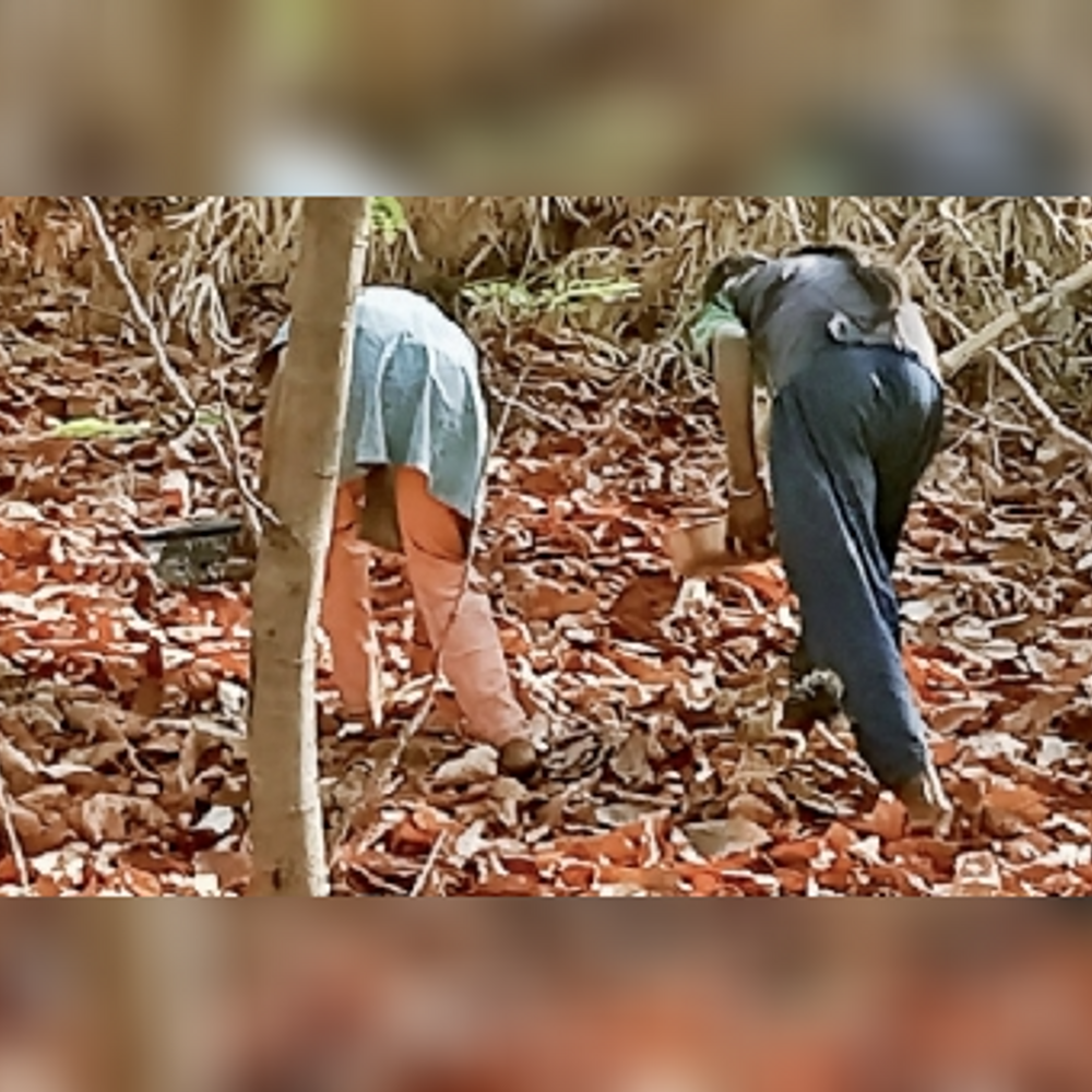 જાંબુઘોડાના આદિવાસી પરિવારોમાં મહુડાના ફૂલની સીઝન શરૂ થતા ખુશીનો માહોલ.