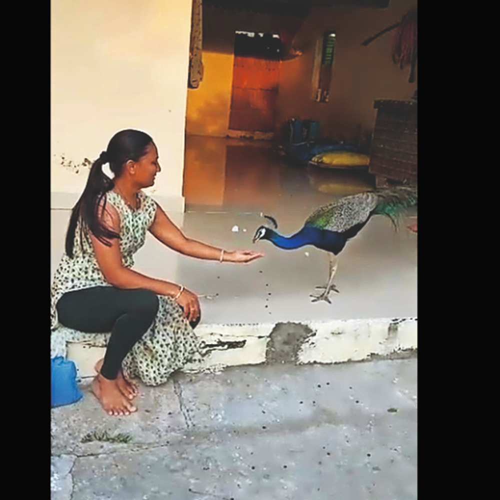 200ની વસ્તી સામે 1000થી વધુ મોરનો કલરવ.