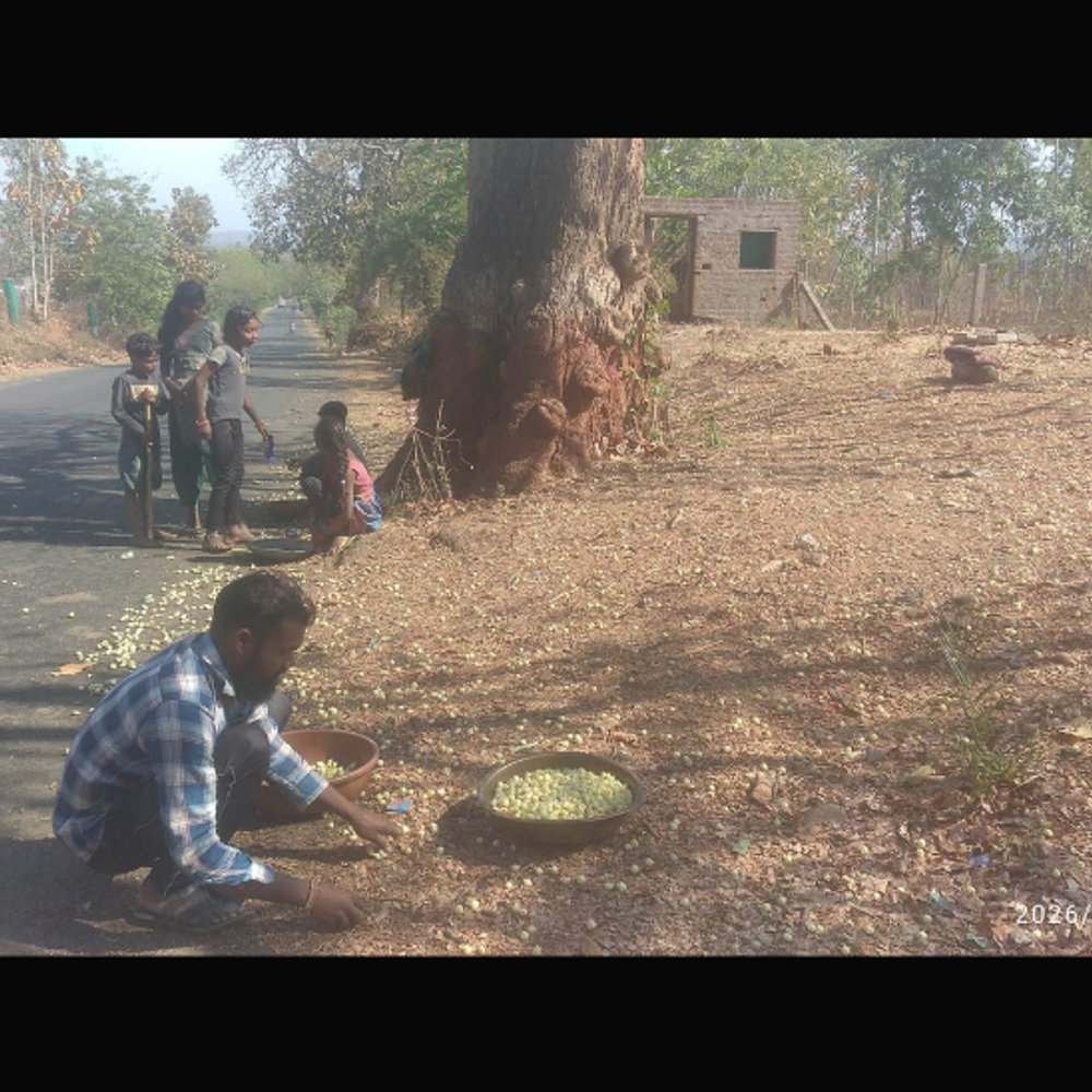 મહુડો: એક સંસ્કૃતિ અને અર્થતંત્રનો અભિન્ન હિસ્સો.