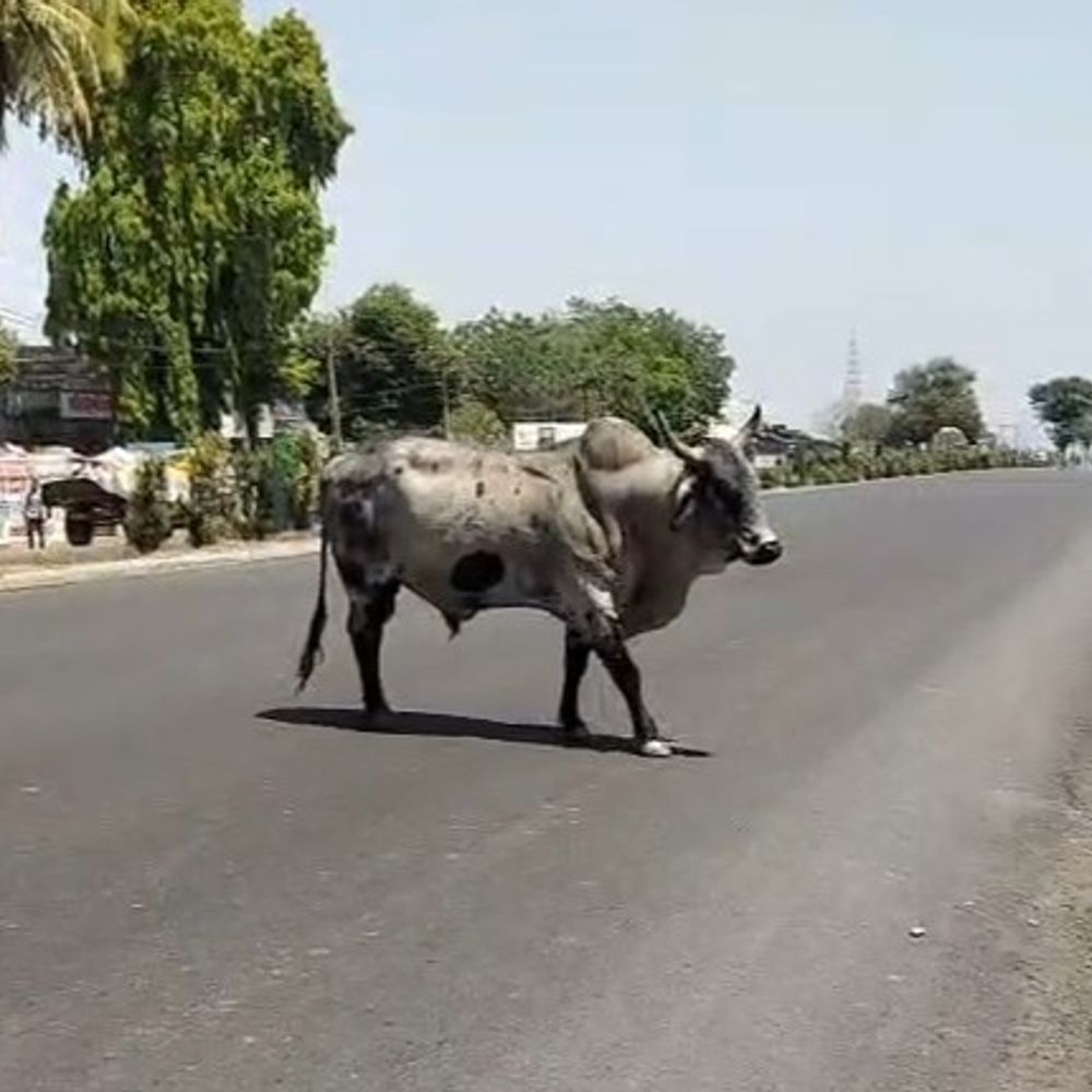 આખલાની અડફેટે સાથે બાઈક અથડાતા આશાસ્પદ યુવકનું મોત:વંથલીના દિલાવરનગર પાસે 'યમદૂત' બનીને આડો ઉતર્યો આખલો; અકસ્માતમાં બાઈક ચાલક ગોપાલ વામજાનું ઘટનાસ્થળે જ કરુણ મોત, તંત્ર સામે ભારે રોષ