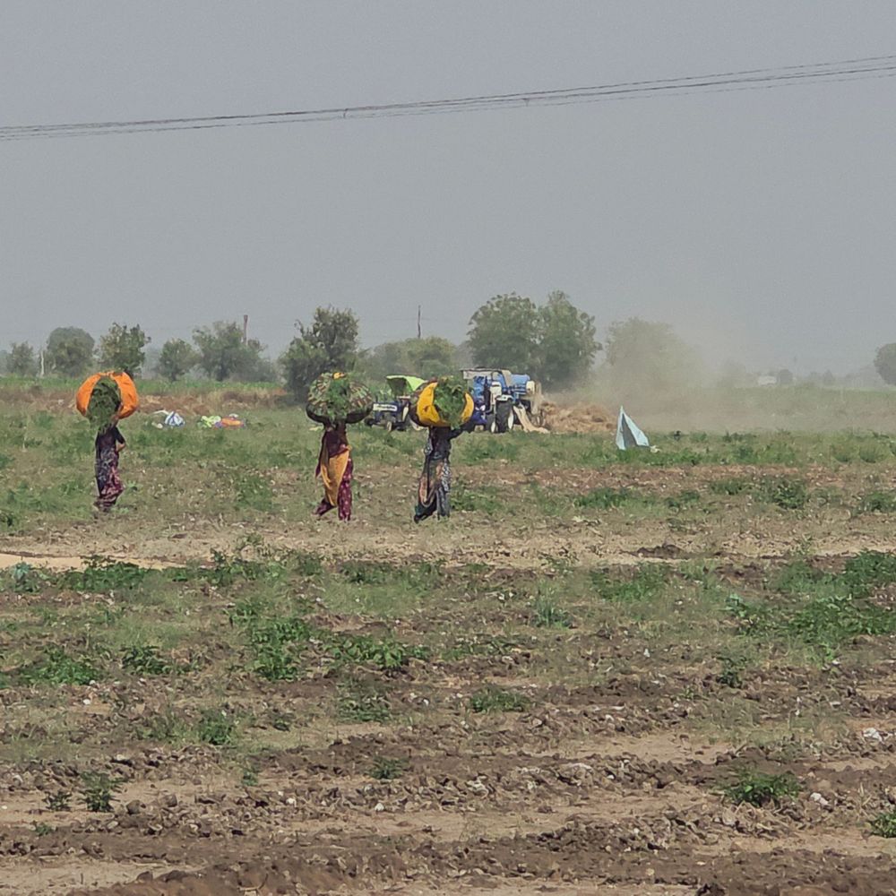 યુદ્ધની અસર ખેતરો સુધી પહોંચી:ખેડૂત દીઠ 200 લીટર ડિઝલથી ખેતરોમાં હલર બંધ પડશે‎