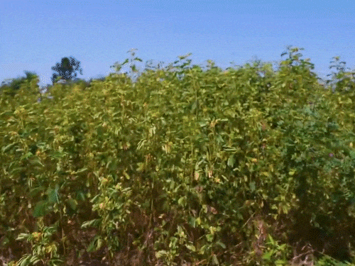 ગીર વન વિભાગનો 'માસ્ટર સ્ટ્રોક': 400 હેક્ટરમાંથી કુવાડિયાનો સફાયો, કુદરતી ઘાસ ઉગાડી તૃણાહારી પ્રાણીઓની સંખ્યા વધી.