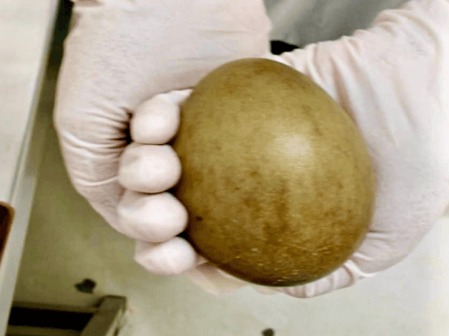 
                 જેસલમેરમાં AI ટેકનિકથી પક્ષીનાં બચ્ચાંનો જન્મ:'આર્ટિફિશિયલ ઇન્સેમિનેશન'થી આ વર્ષે 4 નવા બચ્ચાં મળ્યાં; દુર્લભ એવા ગોડાવણ પક્ષીની સંખ્યા 72 થઈ 
            