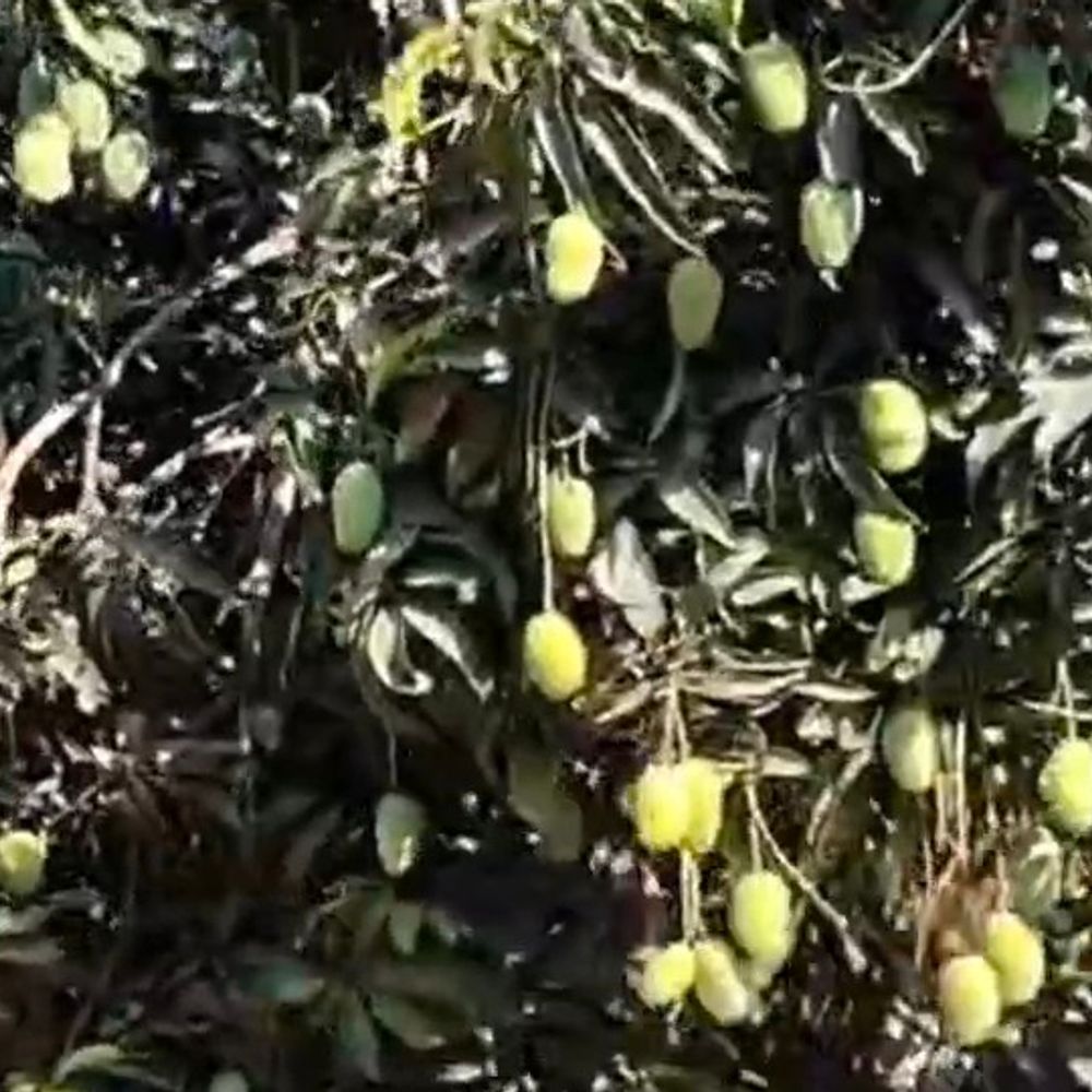 ગીરની શાન કેસર કેરી પર કમોસમી વરસાદનું સંકટ.