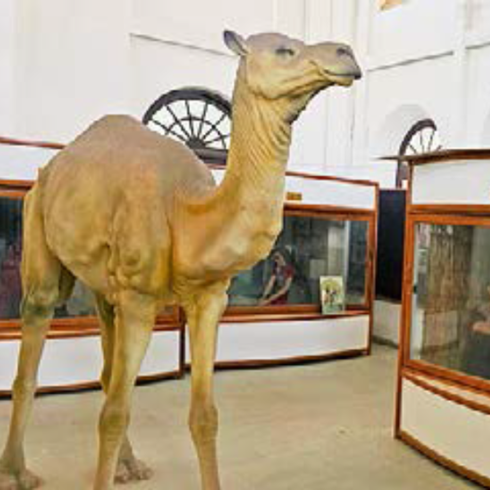 કચ્છ મ્યુઝિયમનું વિસ્તરણ: ઐતિહાસિક ઓલ્ફ્રેડ હાઈસ્કૂલમાં ત્રણ વિભાગો શરૂ થશે. Kutch Museum will expand at Alfred Highschool.