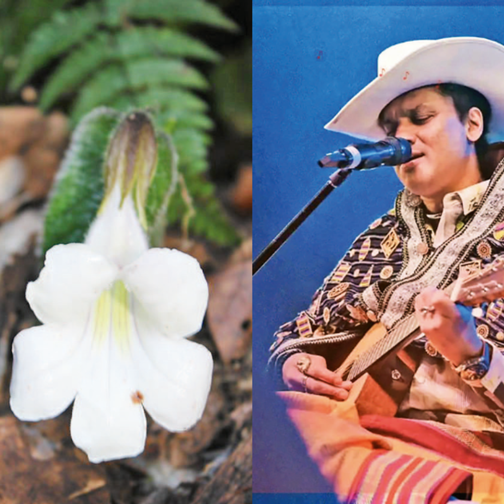 બે સદી પછી અરુણાચલના જંગલમાં ચમત્કાર: ‘હેન્કેલિયા મોનોફિલા’ની શોધ!