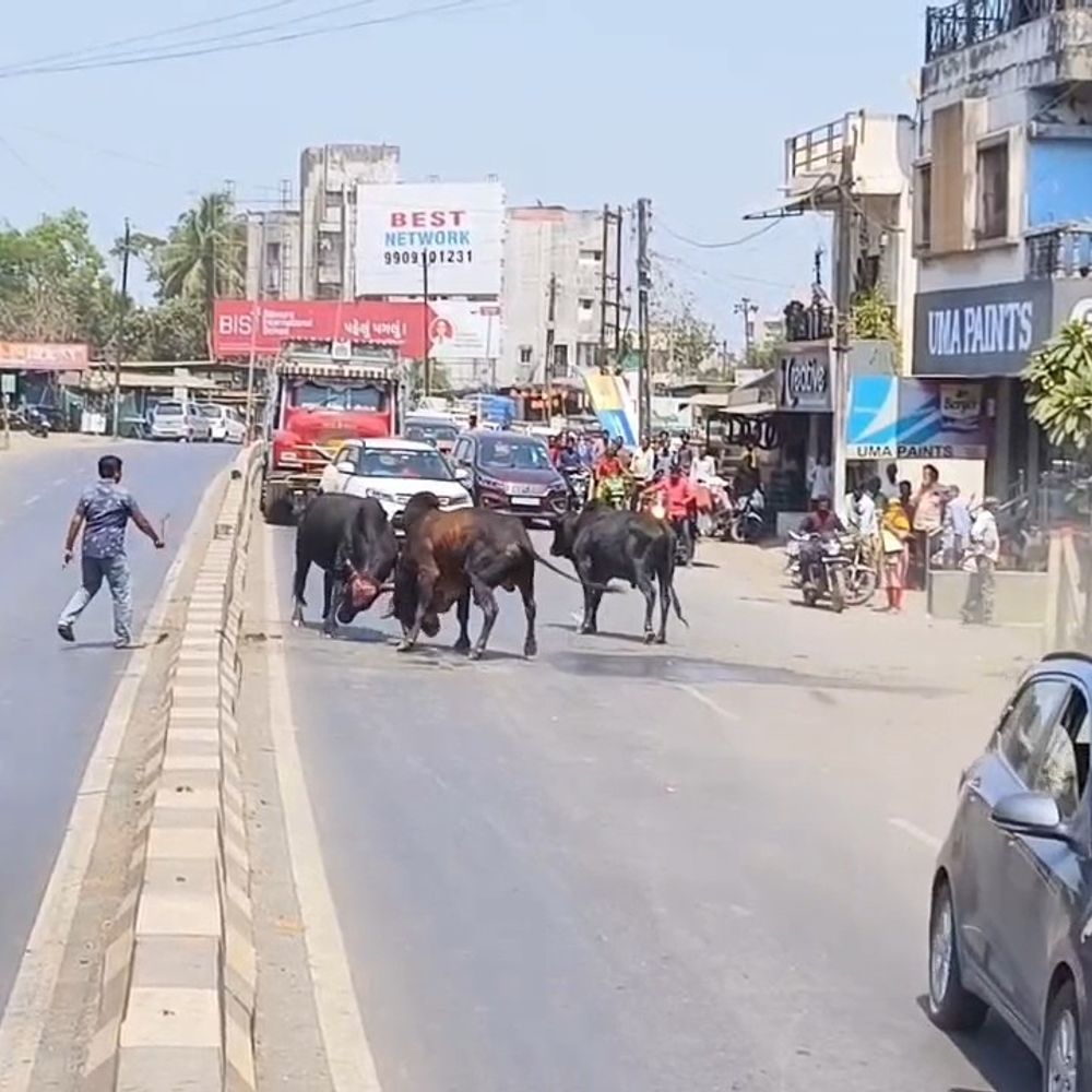 ચીખલીના મુખ્ય માર્ગ પર બે આખલાઓ બાખડ્યા:અડધા કલાક સુધી ટ્રાફિક જામ, સ્થાનિકોએ પાણી છાંટી છૂટા પાડ્યા