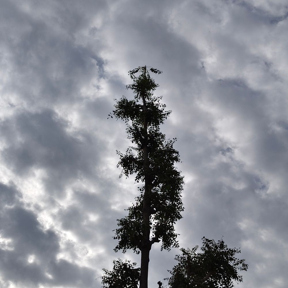 વાતાવરણ પલટાતાં ખેડૂતોના માથે ચિંતાના વાદળ:ડીસા પંથકમાં વહેલી સવારથી આકાશમાં કાળાડિબાંગ વાદળો છવાયા, ઉત્તર ગુજરાતમાં માવઠાની આગાહી