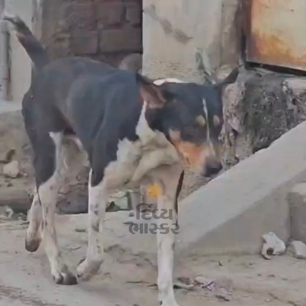 ગોધરામાં કાકણપુર રામપુરા ગામે હડકાયા શ્વાનનો હુમલો:2 વર્ષની બાળકી અને વાછરડાને ગંભીર ઈજા
