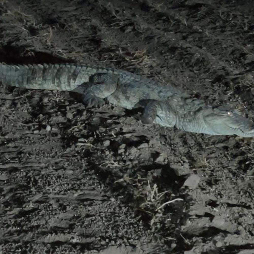 સંયુક્ત બચાવ અભિયાન:ભાણવડમાં 7 ફૂટના મગરનું દિલધડક રેસ્કયુ