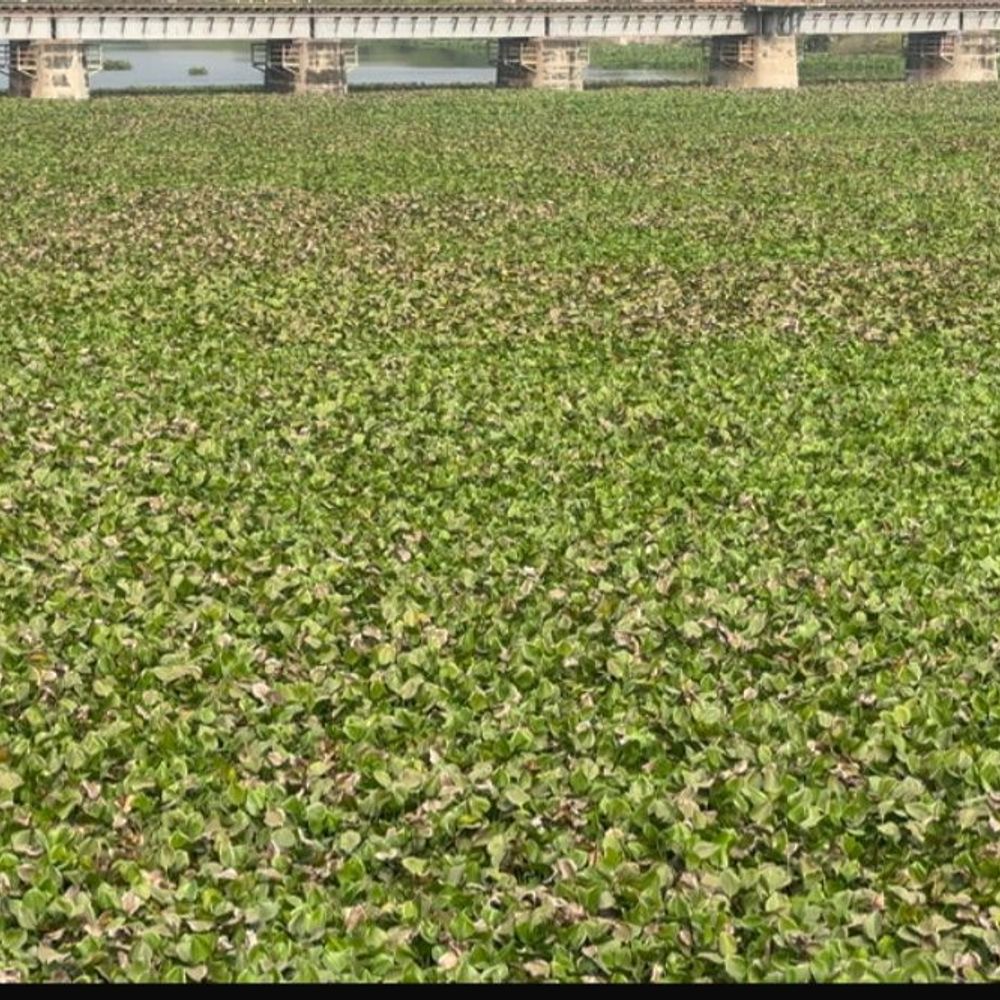 પોરબંદરમાં કર્લી જળાશયમાંથી જળકુંભી દૂર કરાશે:રાજ્ય સરકારે 59.20 લાખની વહીવટી મંજૂરી આપી