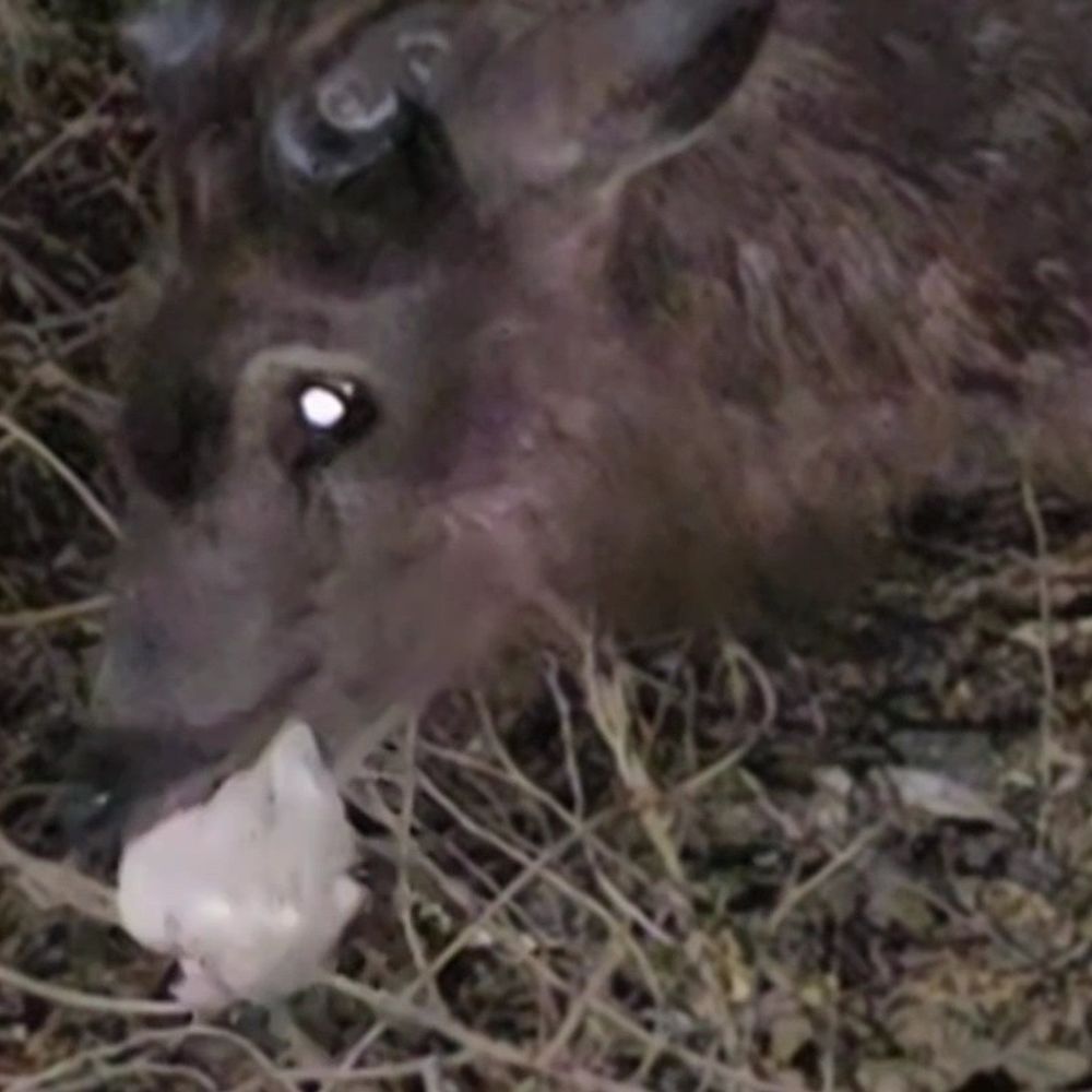 ભવનાથ ક્ષેત્રમાં પ્લાસ્ટિક ખાતા સાબરની વધુ એક ઘટના:ગિરનાર ઇકો-સેન્સિટિવ ઝોનમાં પ્લાસ્ટિક પ્રતિબંધ માત્ર કાગળ પર, વન વિભાગ ઘોર નિંદ્રામાં