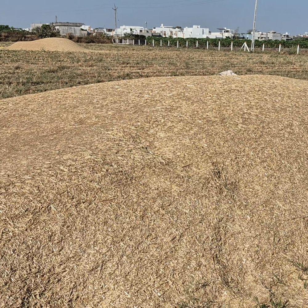 ઉત્તર ગુજરાતમાં બે દિવસ માવઠાની આગાહી:ખેતીવાડી વિભાગે ખેડૂતોને તૈયાર પાક સલામત સ્થળે ખસેડી લેવા અને હાલ દવા-ખાતરનો છંટકાવ ન કરવા સૂચનો કર્યાં