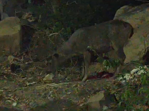 ભવનાથમાં પ્લાસ્ટિક ખાતું સાબર!