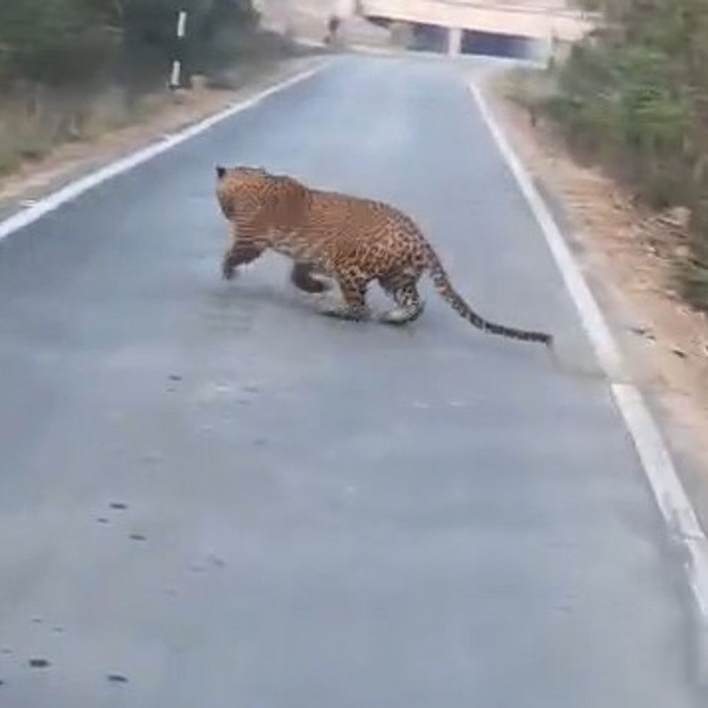 વાપીના કોપરલી રોડ પર દીપડો દેખાયો:દિવસ દરમિયાન લટાર મારતો વીડિયો વાયરલ, વન વિભાગ સક્રિય