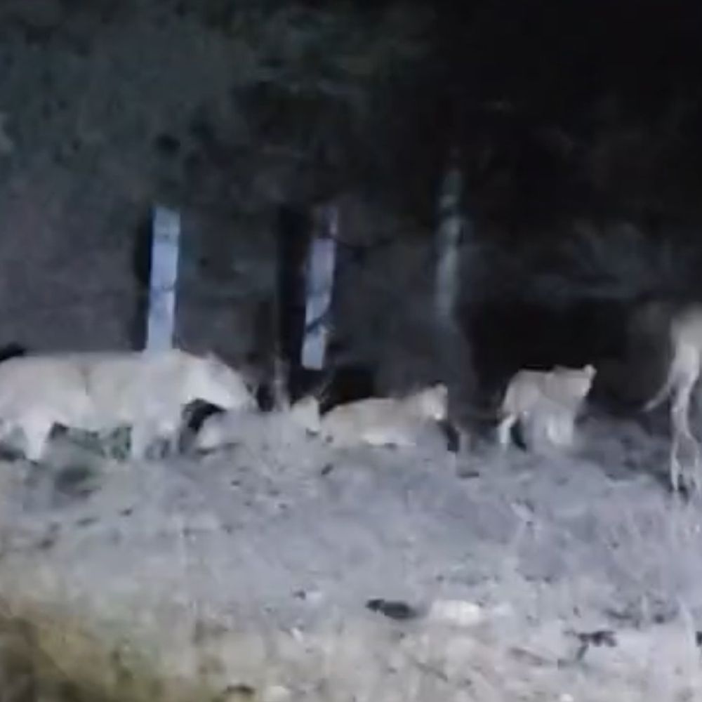 સિંહ બાળનું માતા સાથે મિલન:વેરાવળના રામપરા ગામે કૂવામાંથી સિંહ બાળાને બચાવાયું