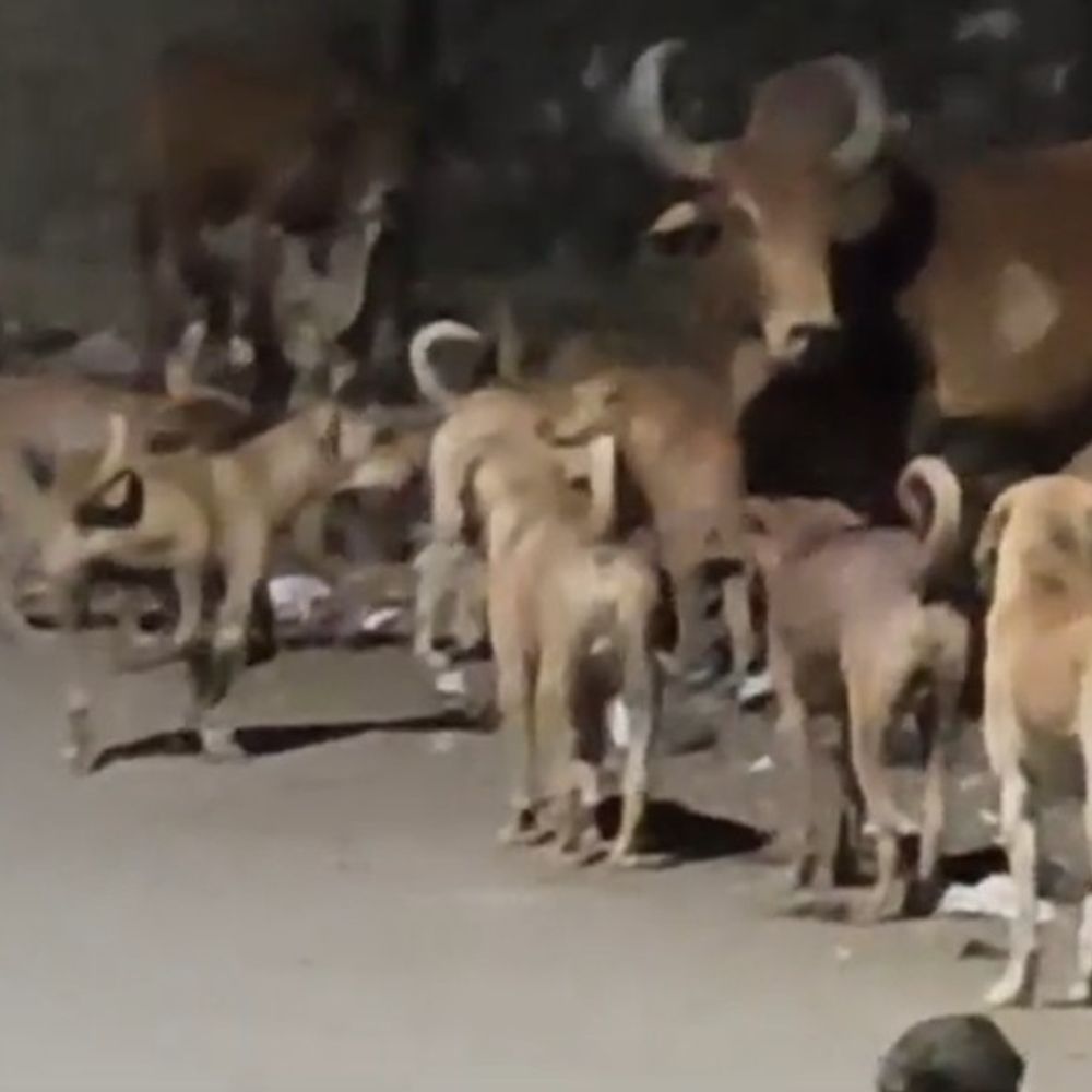 વેરાવળમાં તંત્રની ઉદાસીનતા સામે જનાક્રોશ:વોર્ડ નં. 5માં શ્વાનોના આતંકથી રહીશો ભયભીત