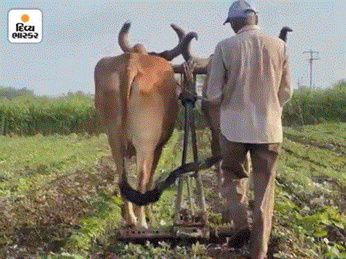 મહેસાણામાં 95% ઉનાળુ વાવેતર પૂર્ણ.