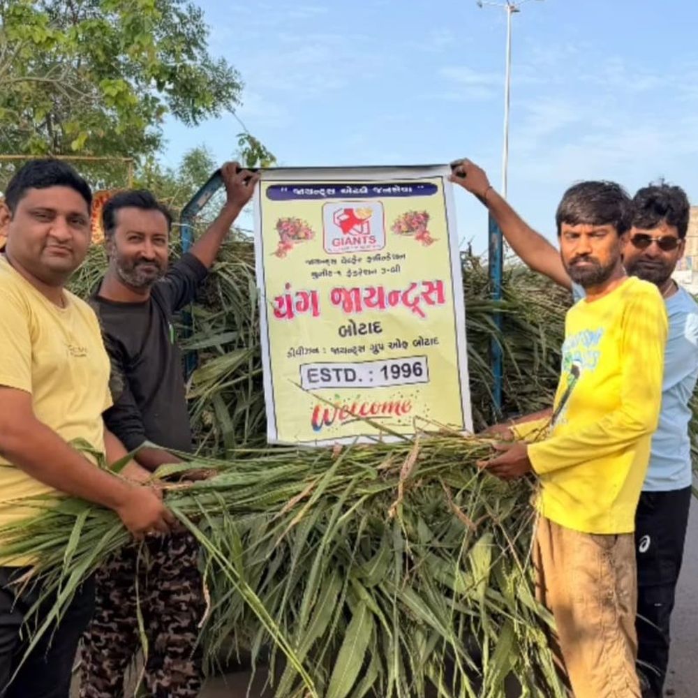 યંગ જાયન્ટ્સ બોટાદે રખડતી ગાયોને ઘાસચારો આપ્યો:ઉનાળાની ગરમીમાં 800 કિલો લીલો ઘાસચારો વિતરણ કરાયો