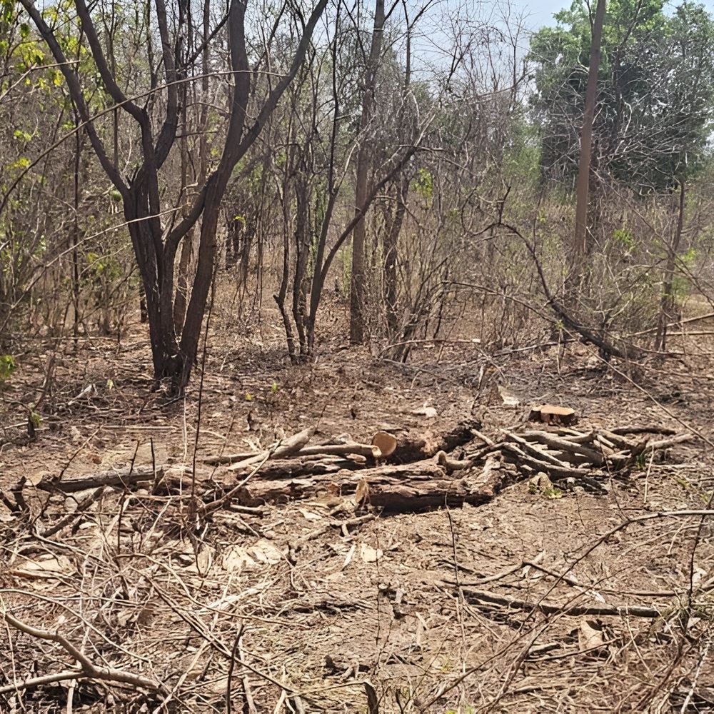 સ્થાનિકોમાં રોષ:ઊંચાપાનમાં ખેરના 10 વૃક્ષો કાપી‎રાતોરાત સગેવગે કરી શખ્સો ફરાર‎