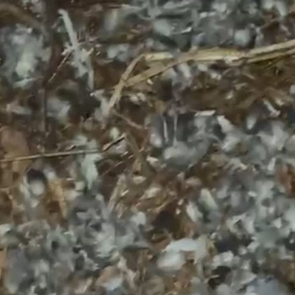 ક્રૂરતાની પરાકાષ્ઠા, ચબૂતરે ચણતા પક્ષીઓ સીધા કઢાઈમાં!:ગાંધીનગરમાં કબૂતર-હોલાનો શિકાર કરી માંસ રાંધતા યુવકને જીવદયા પ્રેમીએ રંગે હાથ ઝડપ્યો