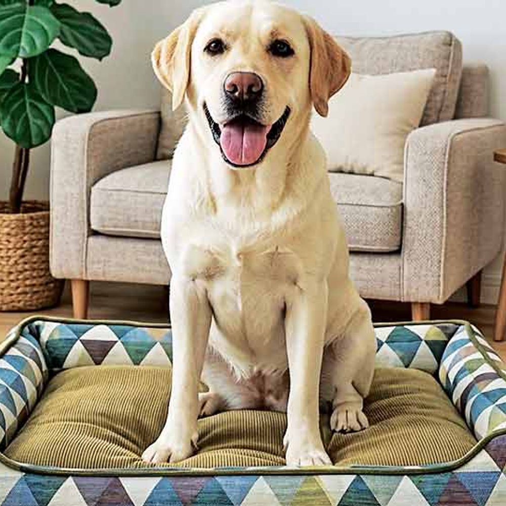 પાલતુ પ્રાણી સાથે ઘરને સ્વચ્છ રાખવા માટેની ટિપ્સ અને યુક્તિઓ