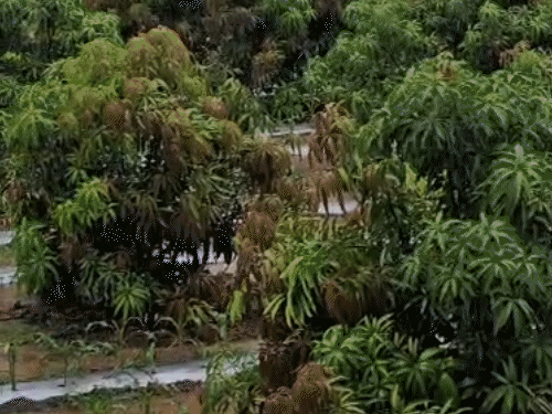 આજે 8 જિલ્લામાં હળવોથી મધ્યમ વરસાદની આગાહી, 2 એપ્રિલ સુધી કમોસમી વરસાદ, વાદળછાયું વાતાવરણ.