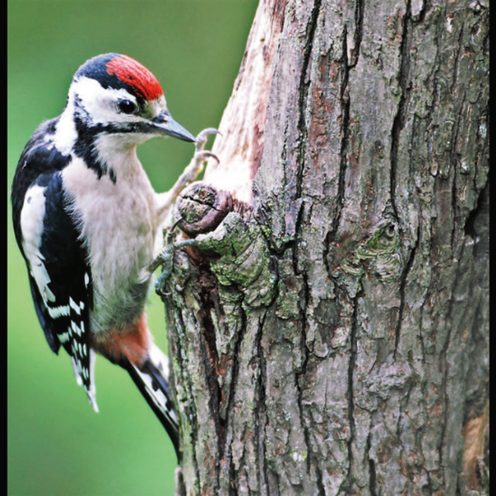 બાલારામ-અંબાજી વન્યજીવ અભયારણ્ય: ભક્તિ અને પ્રકૃતિનો અદ્ભુત સમન્વય.