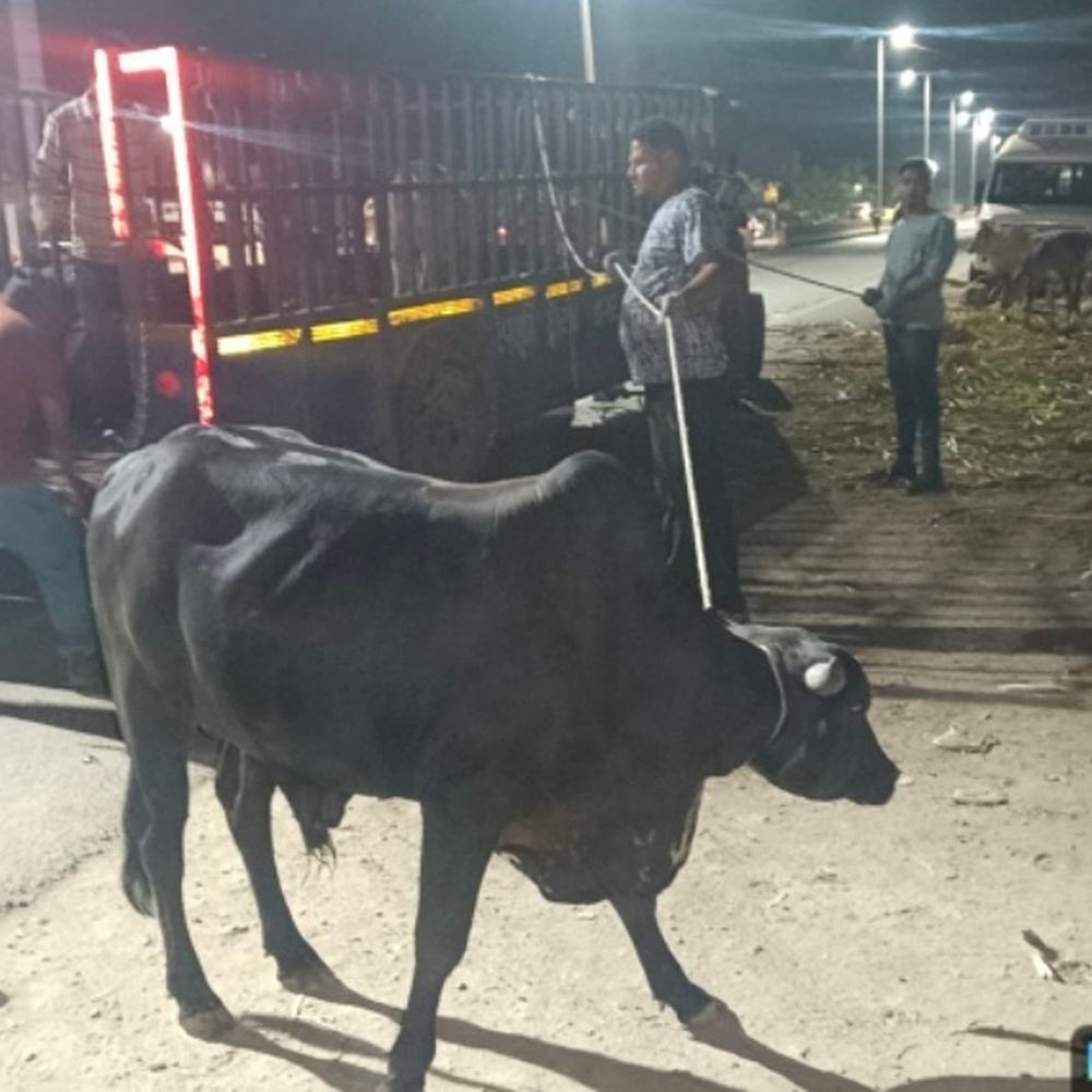 સઘન અભિયાન‎:દ્વારકા શહેરમાં 700થી વધુ રખડતા ઢોરોને પકડી ગૌશાળામાં ખસેડાયા