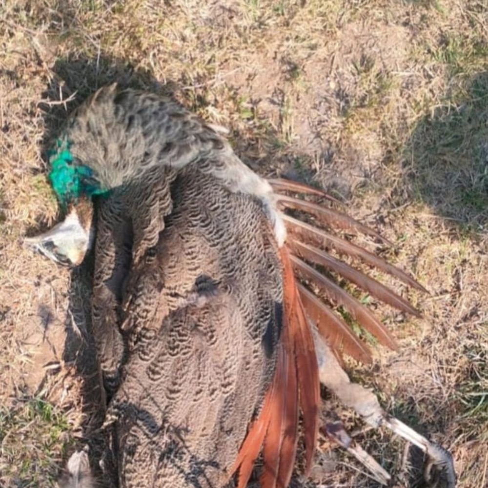 ભાસ્કર એક્સક્લુસિવ‎:જામનગરના મતવા ગામમાં પવનચક્કીના હેવી વીજ લાઈનમાંથી રાષ્ટ્રીય પક્ષી મોરોના વીજ કરંટથી મોત