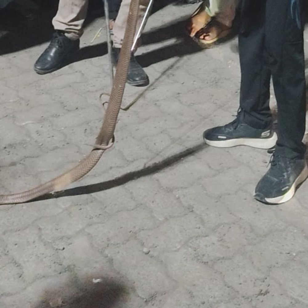 ભરૂચમાં રીક્ષામાંથી ઝેરી કોબ્રા સાપનું રેસ્ક્યૂ:વાઇલ્ડલાઇફ રેસ્ક્યૂ ટીમે સાપને સુરક્ષિત પકડ્યો