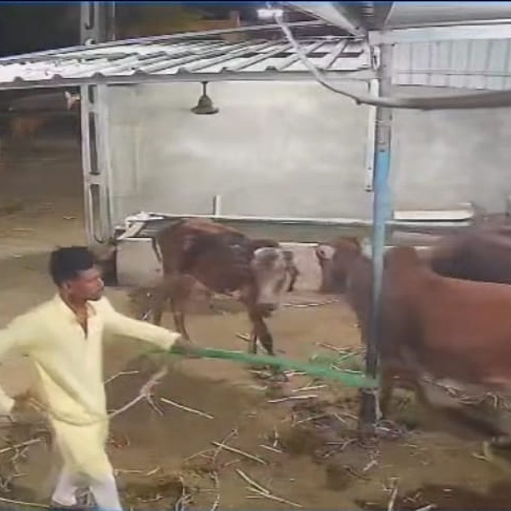 લોકોમાં રોષ:બાબરામાં 40 મિનિટ સુધી ગાયોને માર માર્યો