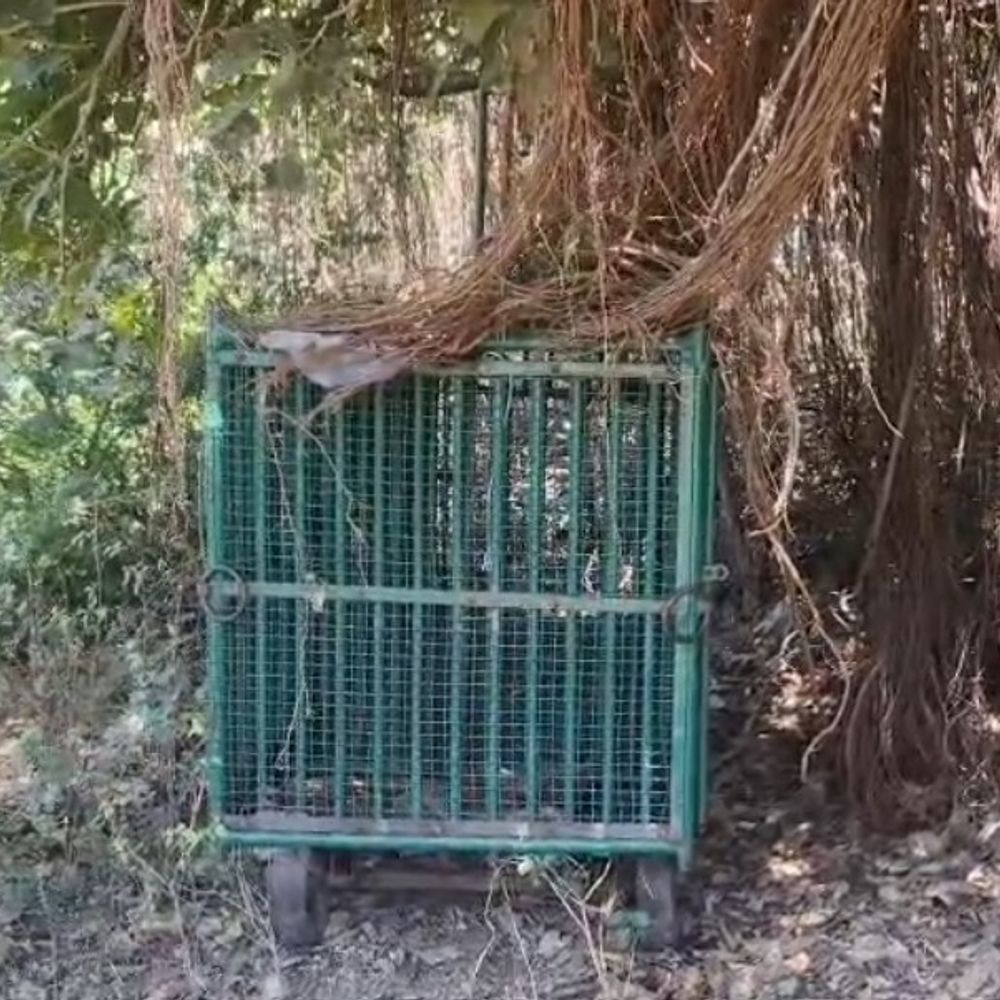 સોમનાથ રહેણાક વિસ્તારમાં દીપડો દેખાયો:વન વિભાગે તાત્કાલિક પાંજરું ગોઠવી પકડવાની કામગીરી શરૂ કરી