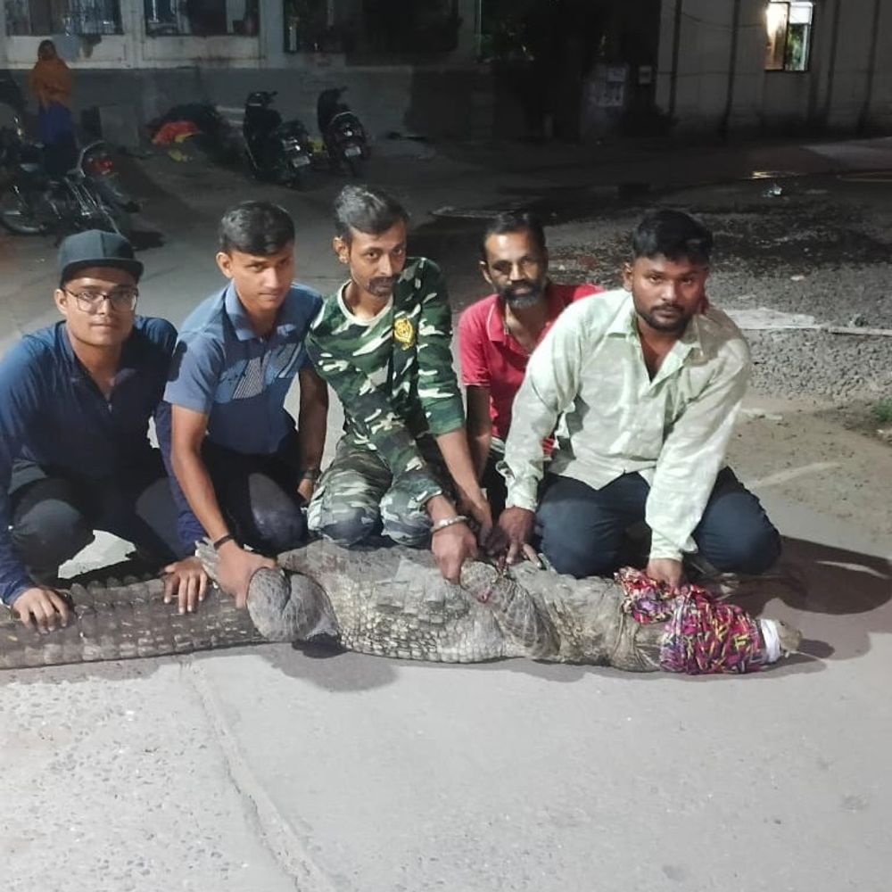 વડોદરામાં ઉનાળામાં પણ મગરની એન્ટ્રી:કન્સ્ટ્રક્શન સાઈડમાં 8 ફૂટનો મગર ઘૂસી આવ્યો, રેસ્ક્યુ કરવા જતા મગર ગિન્નાયો, વાઇલ્ડ લાઈફ રેસ્ક્યુ ટ્રસ્ટની ટીમે એક કલાકની જહેમત બાદ રેસ્ક્યુ કર્યો