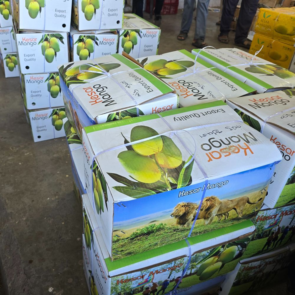 જૂનાગઢ યાર્ડમાં કેસરના શ્રીગણેશ:કમોસમી વરસાદ અને રોગચાળાને કારણે આ વર્ષે કેરીનો સ્વાદ મોંઘો પડશે, 10 કિલોના 1700 સુધી ભાવ