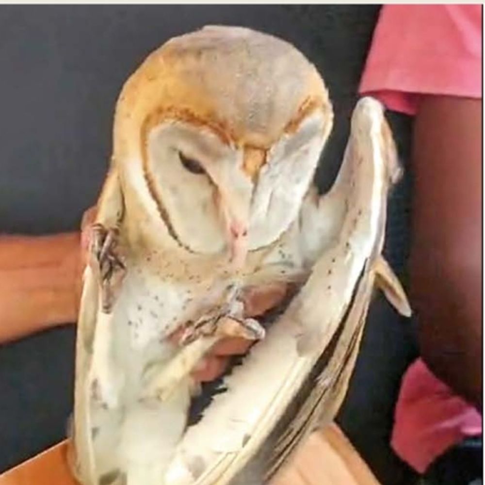 ભાસ્કર સ્ટિંગ:રૂપિયા 10 લાખમાં તાંત્રિક વિધિ માટે ઘુવડ લઈ જાવ બીજા કોઇ પ્રાણી જોઇએ તો પણ કહેજો : તસ્કર ગેંગ