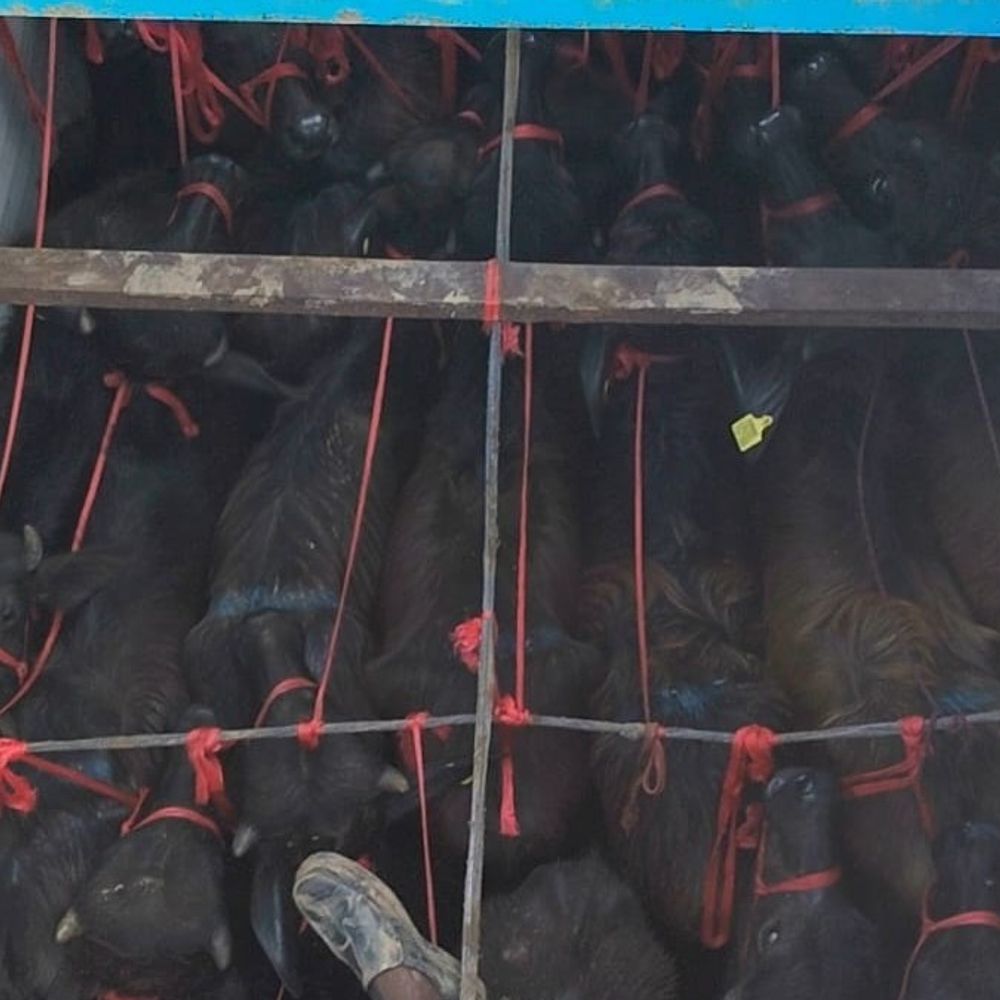 વલસાડમાં 55 પાડાઓને ‘મોતના કન્ટેનર’માંથી મુક્ત કરાવાયા:બગવાડા ટોલ નાકા પાસે પોલીસે ટ્રક આંતરી બચાવ્યા, 5ની ધરપકડ; પંજાબથી કેરળ કતલખાને લઈ જવાતા હતા